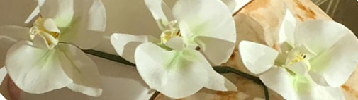 Orchidées moth 3.jpg